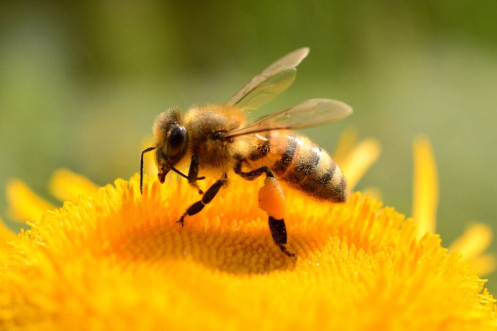 Bienen