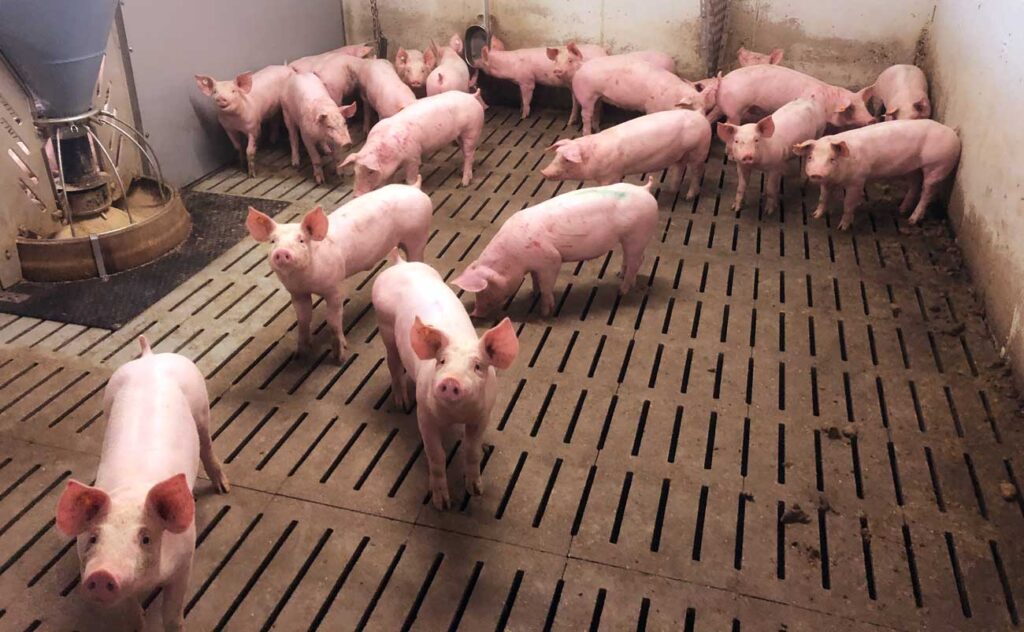 Schweine im Stall