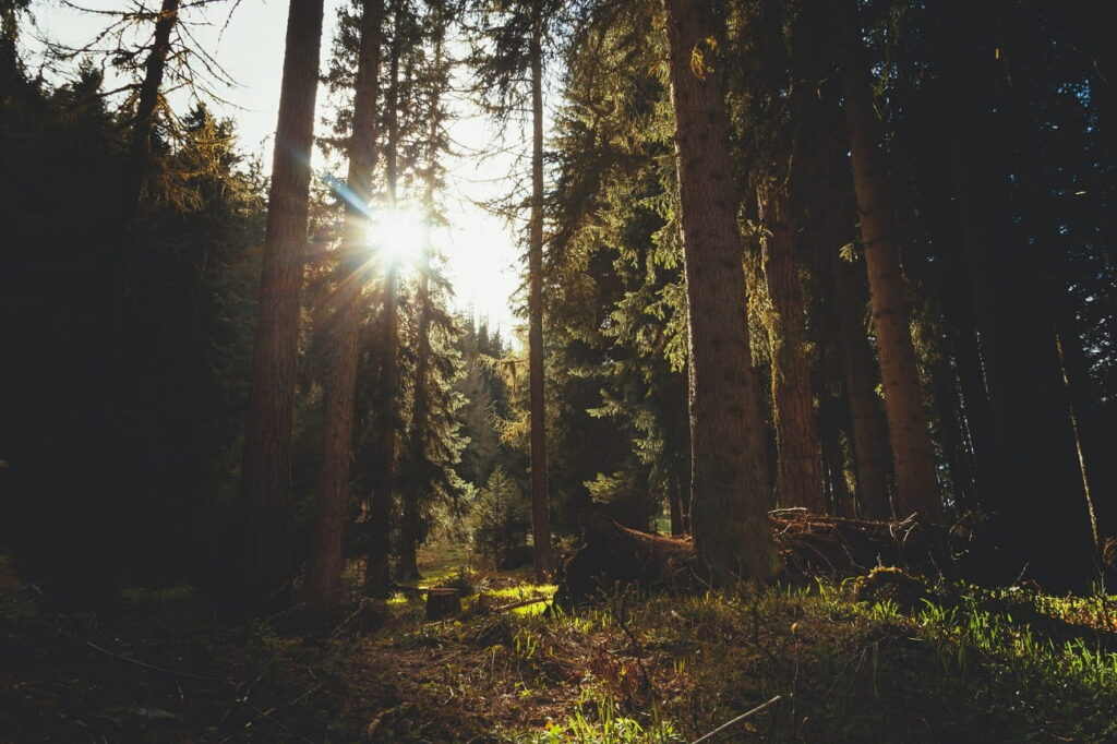 Woche des Waldes: Wo brennts im Wald?