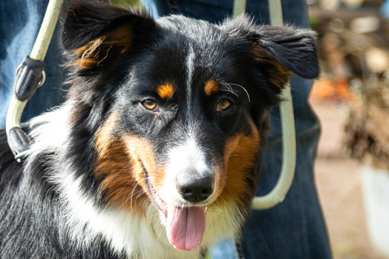 Plötzlich auf den Hund gekommen: Warum ich mich für einen Hundeführerschein einsetze
